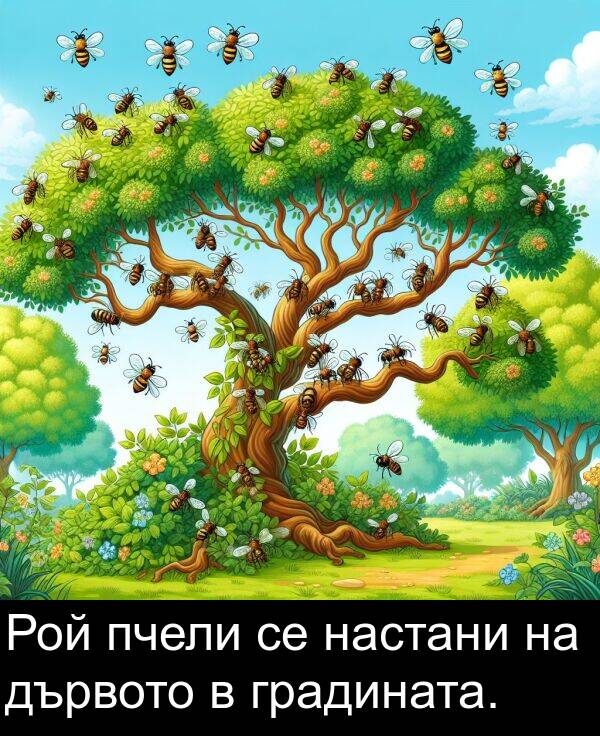 пчели: Рой пчели се настани на дървото в градината.