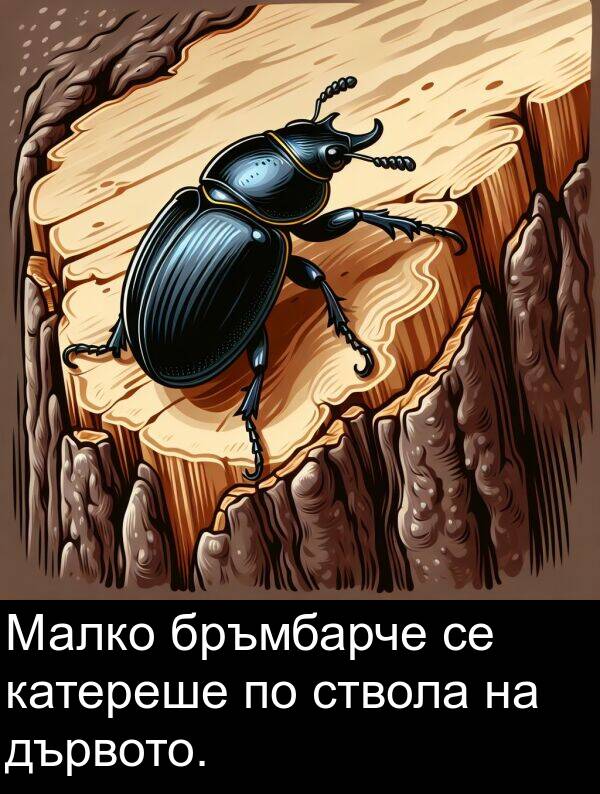 ствола: Малко бръмбарче се катереше по ствола на дървото.