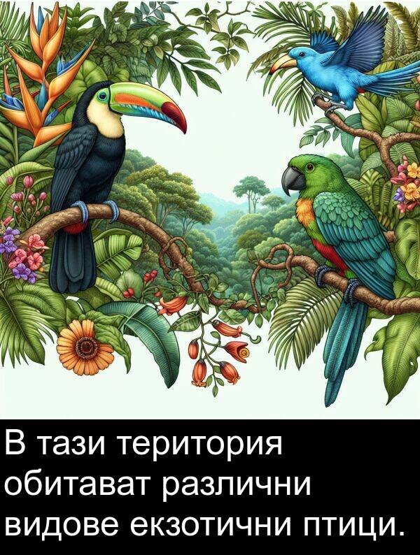 екзотични: В тази територия обитават различни видове екзотични птици.