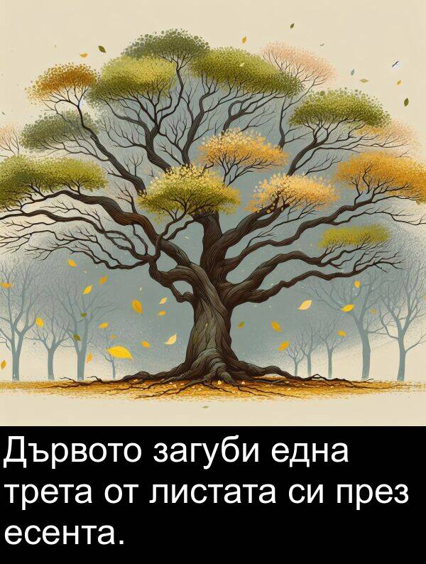 една: Дървото загуби една трета от листата си през есента.