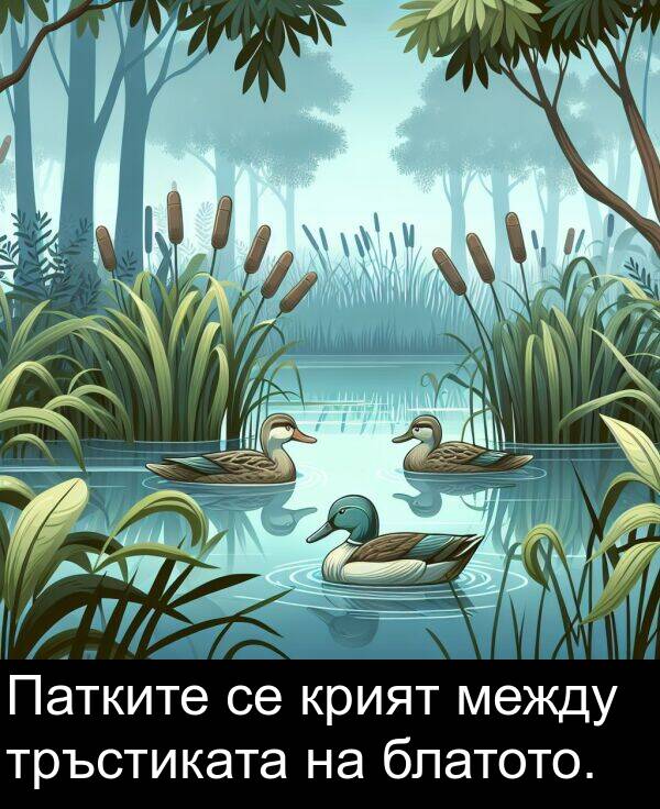 между: Патките се крият между тръстиката на блатото.