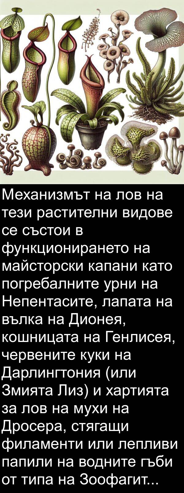 капани: Механизмът на лов на тези растителни видове се състои в функционирането на майсторски капани като погребалните урни на Непентасите, лапата на вълка на Дионея, кошницата на Генлисея, червените куки на Дарлингтония (или Змията Лиз) и хартията за лов на мухи на Дросера, стягащи филаменти или лепливи папили на водните гъби от типа на Зоофагите.