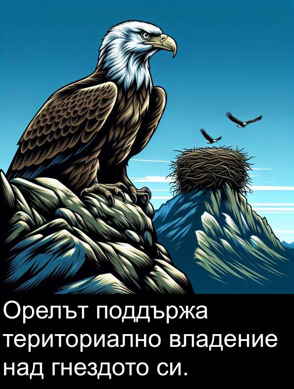 гнездото: Орелът поддържа териториално владение над гнездото си.