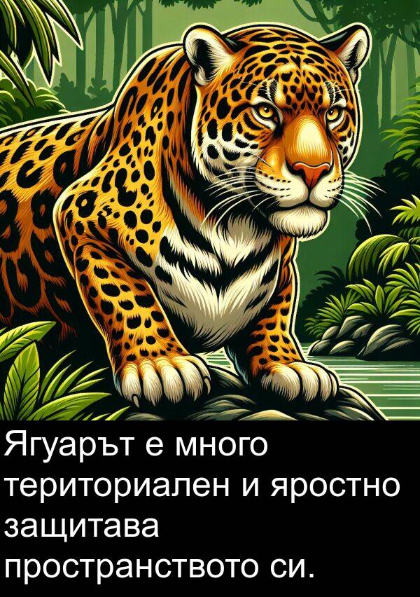 териториален: Ягуарът е много териториален и яростно защитава пространството си.