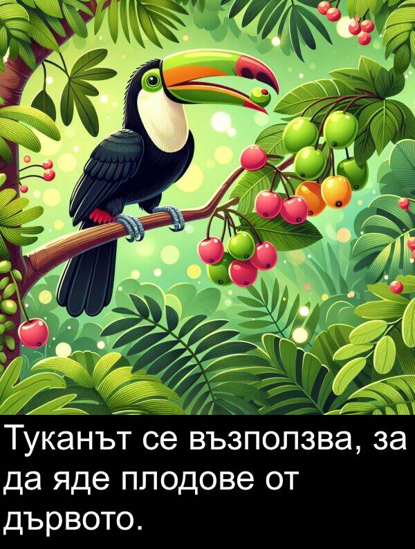 плодове: Туканът се възползва, за да яде плодове от дървото.