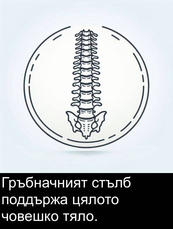 цялото: Гръбначният стълб поддържа цялото човешко тяло.