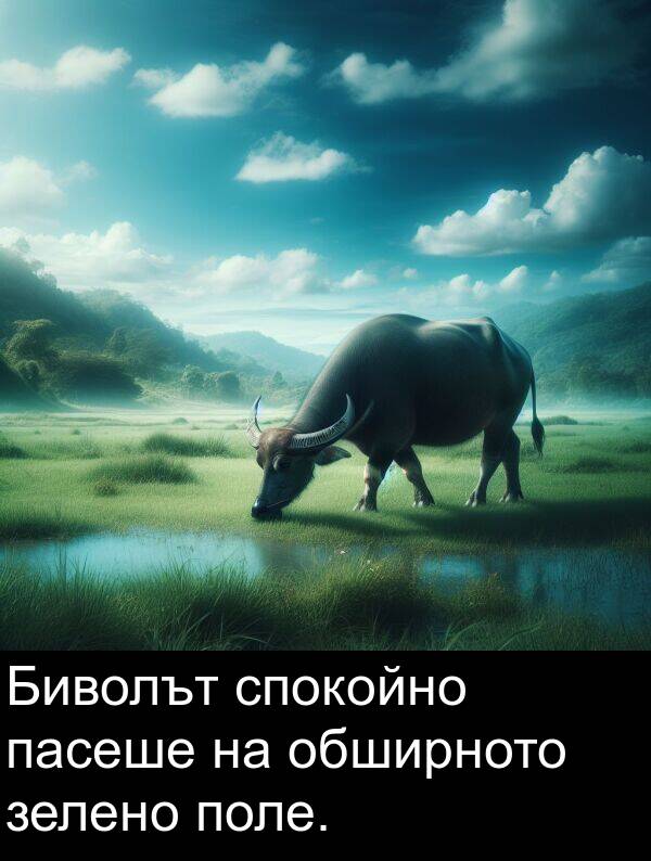 поле: Биволът спокойно пасеше на обширното зелено поле.