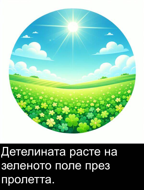 поле: Детелината расте на зеленото поле през пролетта.