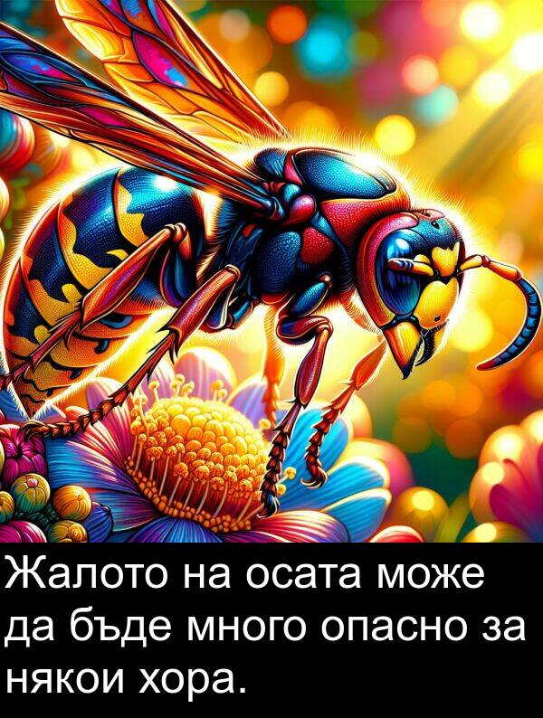 опасно: Жалото на осата може да бъде много опасно за някои хора.