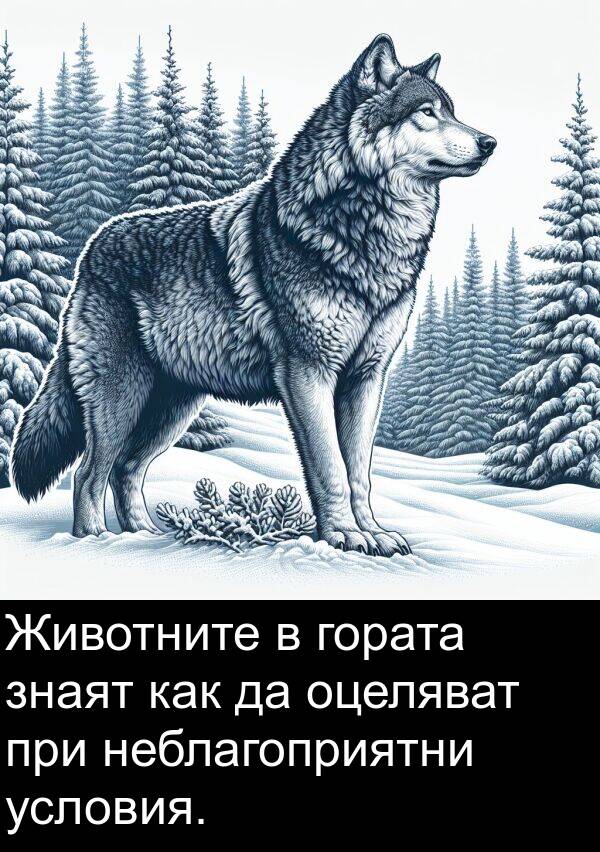 как: Животните в гората знаят как да оцеляват при неблагоприятни условия.