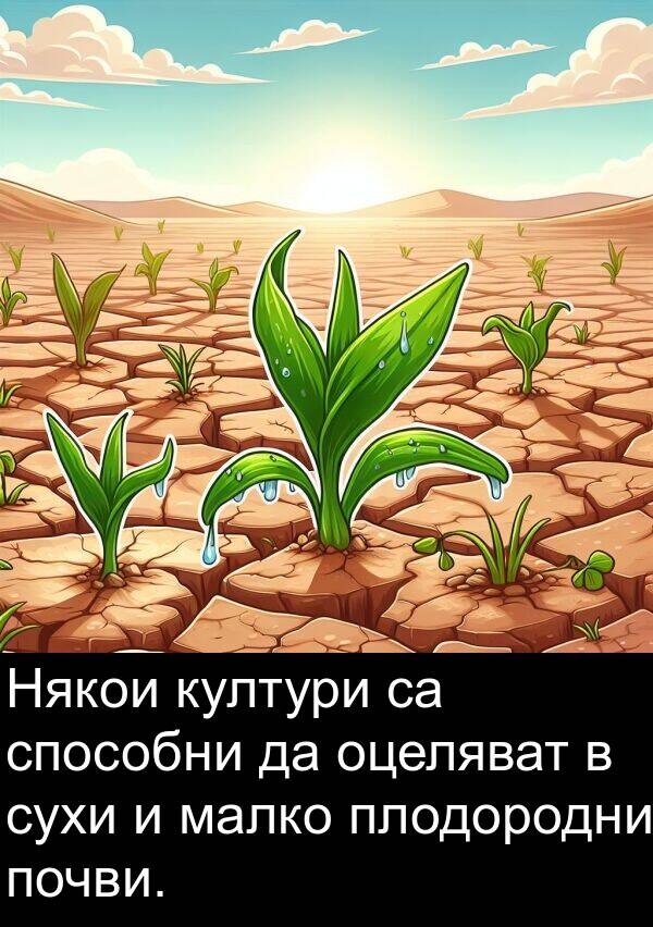 малко: Някои култури са способни да оцеляват в сухи и малко плодородни почви.