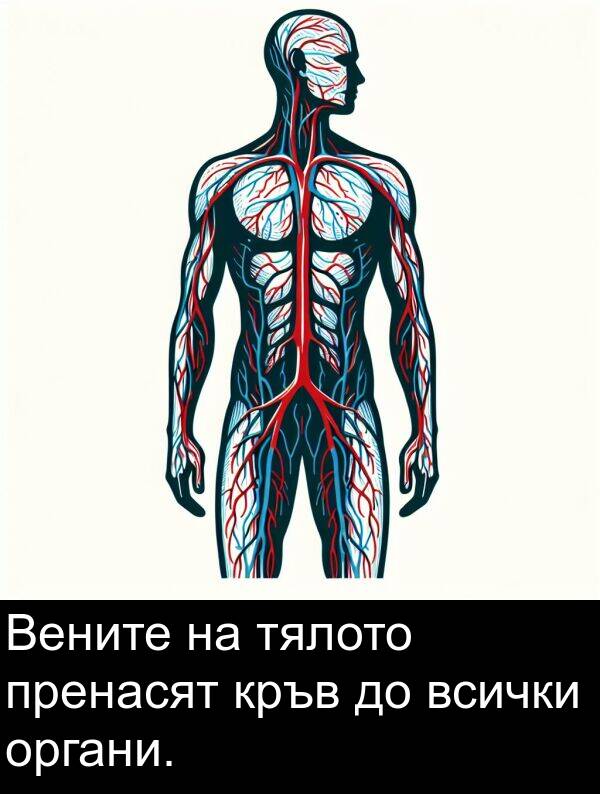 пренасят: Вените на тялото пренасят кръв до всички органи.