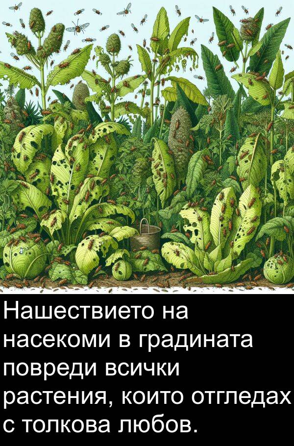 градината: Нашествието на насекоми в градината повреди всички растения, които отгледах с толкова любов.