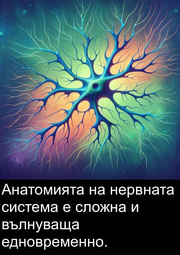 нервната: Анатомията на нервната система е сложна и вълнуваща едновременно.