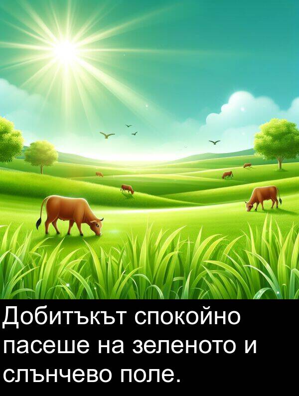 поле: Добитъкът спокойно пасеше на зеленото и слънчево поле.