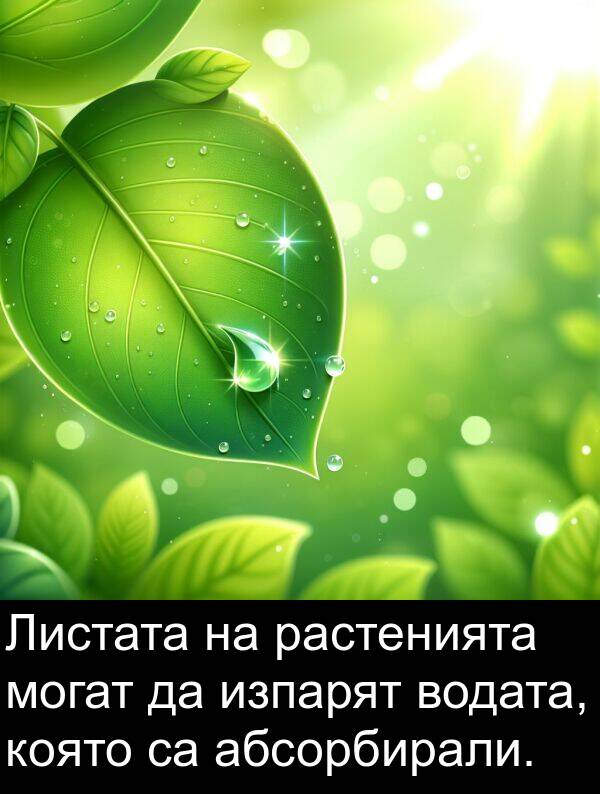 могат: Листата на растенията могат да изпарят водата, която са абсорбирали.