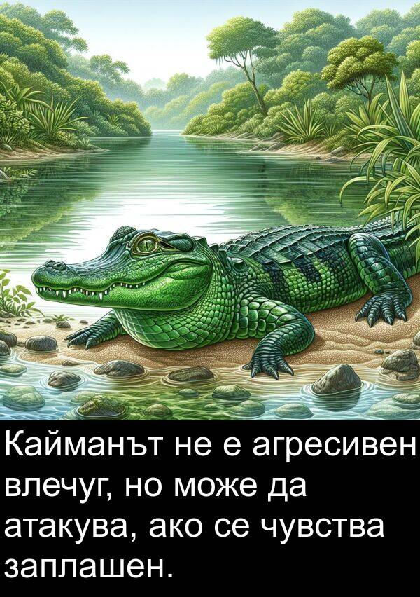 ако: Кайманът не е агресивен влечуг, но може да атакува, ако се чувства заплашен.