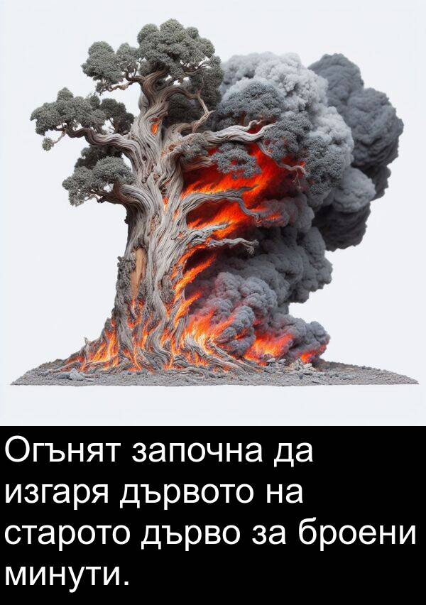 изгаря: Огънят започна да изгаря дървото на старото дърво за броени минути.