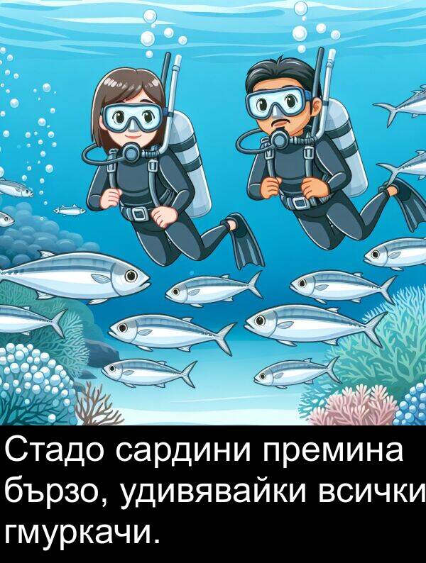 премина: Стадо сардини премина бързо, удивявайки всички гмуркачи.