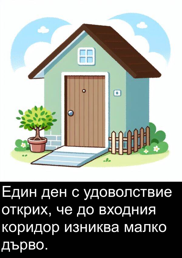 малко: Един ден с удоволствие открих, че до входния коридор изниква малко дърво.