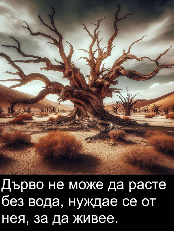 живее: Дърво не може да расте без вода, нуждае се от нея, за да живее.