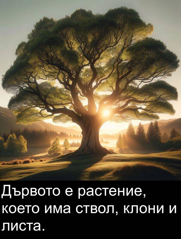 листа: Дървото е растение, което има ствол, клони и листа.