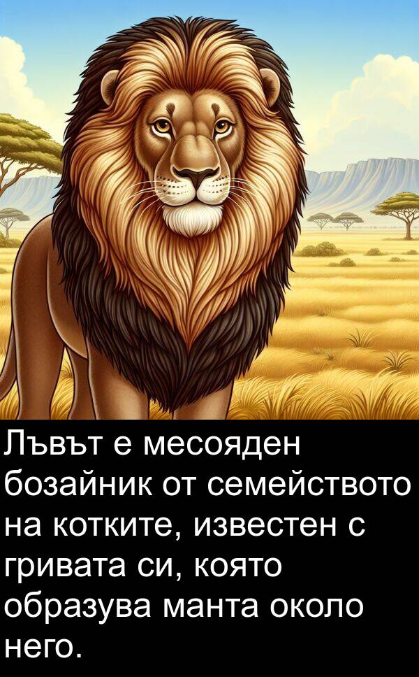 известен: Лъвът е месояден бозайник от семейството на котките, известен с гривата си, която образува манта около него.