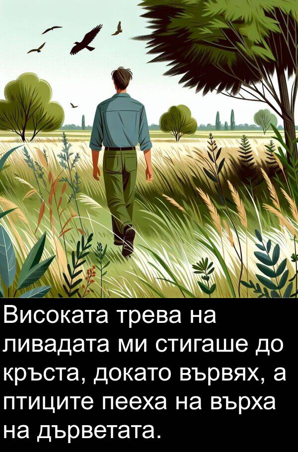 птиците: Високата трева на ливадата ми стигаше до кръста, докато вървях, а птиците пееха на върха на дърветата.