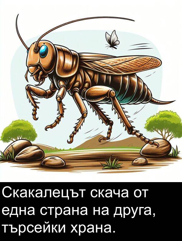 една: Скакалецът скача от една страна на друга, търсейки храна.