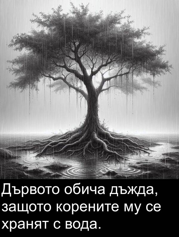 хранят: Дървото обича дъжда, защото корените му се хранят с вода.