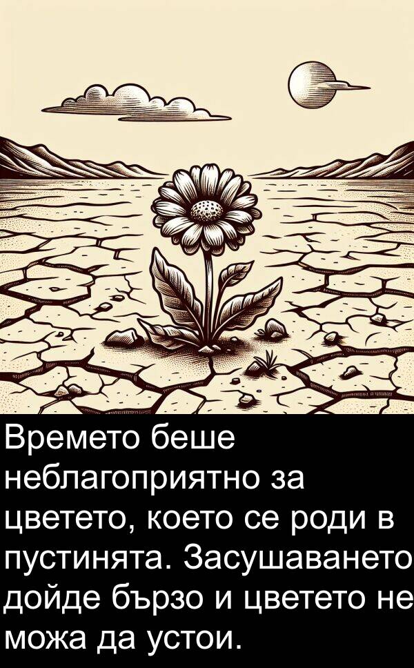 пустинята: Времето беше неблагоприятно за цветето, което се роди в пустинята. Засушаването дойде бързо и цветето не можа да устои.