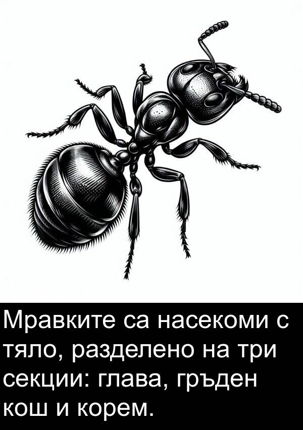 разделено: Мравките са насекоми с тяло, разделено на три секции: глава, гръден кош и корем.