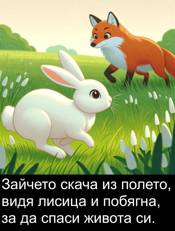 живота: Зайчето скача из полето, видя лисица и побягна, за да спаси живота си.