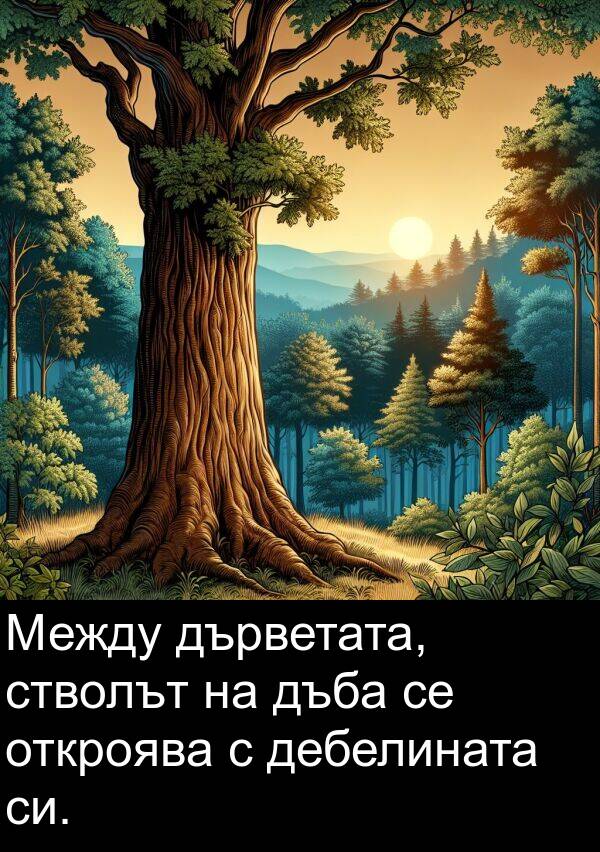 дебелината: Между дърветата, стволът на дъба се откроява с дебелината си.