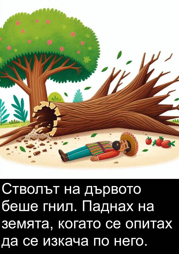 земята: Стволът на дървото беше гнил. Паднах на земята, когато се опитах да се изкача по него.