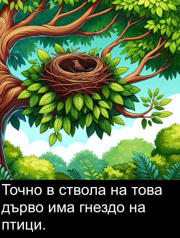 гнездо: Точно в ствола на това дърво има гнездо на птици.