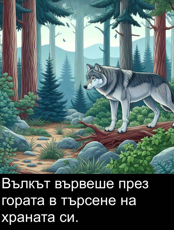 гората: Вълкът вървеше през гората в търсене на храната си.