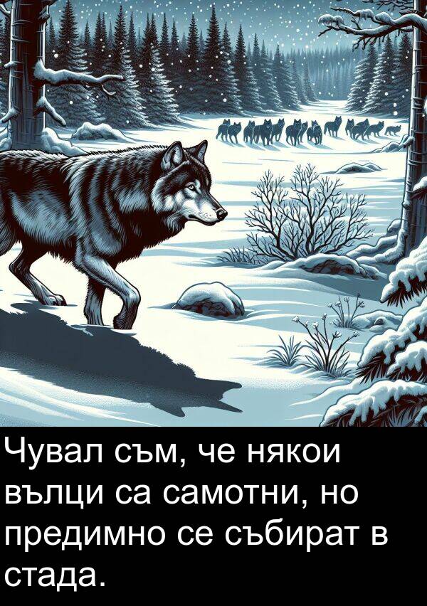 самотни: Чувал съм, че някои вълци са самотни, но предимно се събират в стада.