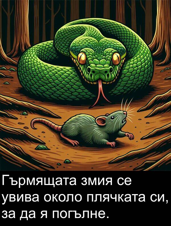 змия: Гърмящата змия се увива около плячката си, за да я погълне.