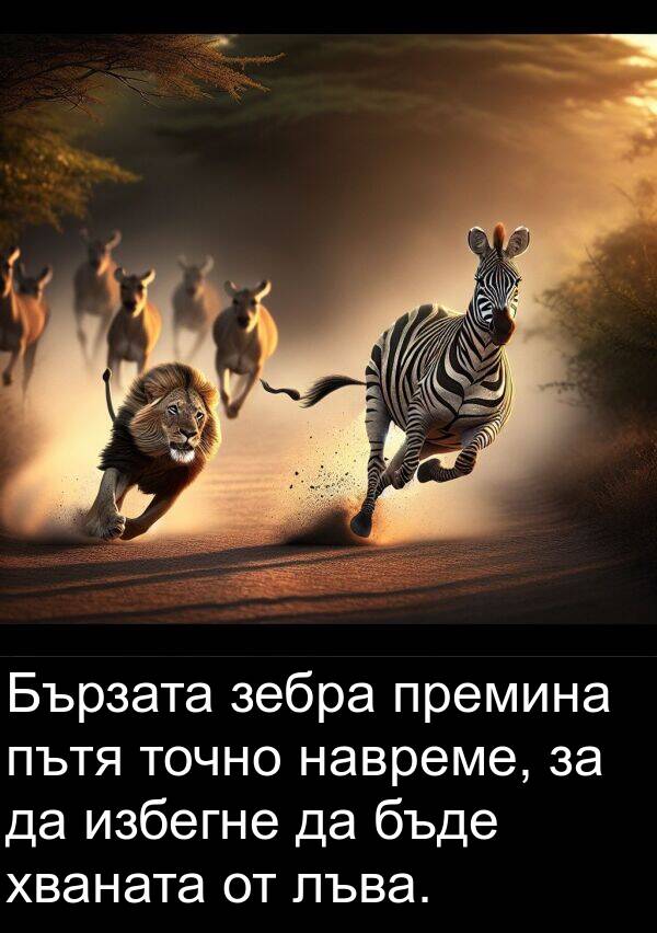 избегне: Бързата зебра премина пътя точно навреме, за да избегне да бъде хваната от лъва.