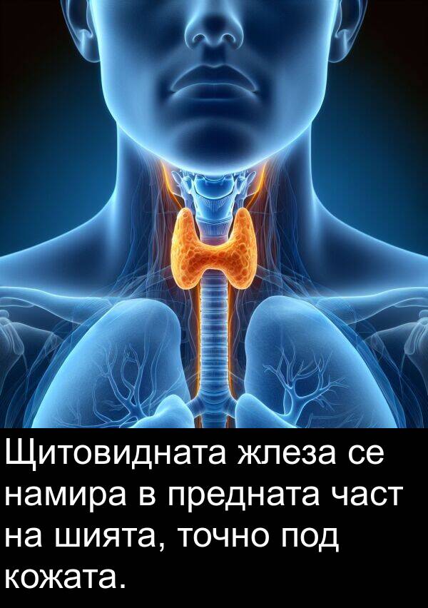 жлеза: Щитовидната жлеза се намира в предната част на шията, точно под кожата.