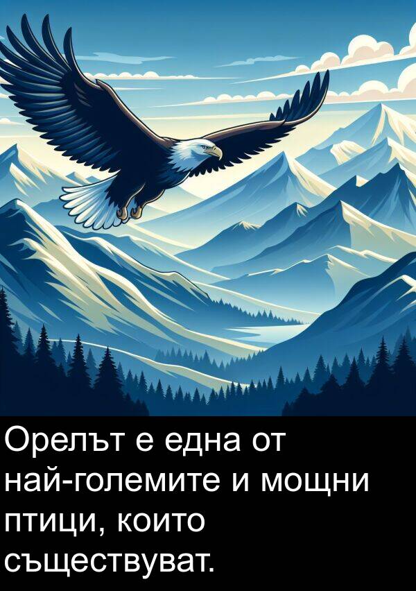 една: Орелът е една от най-големите и мощни птици, които съществуват.