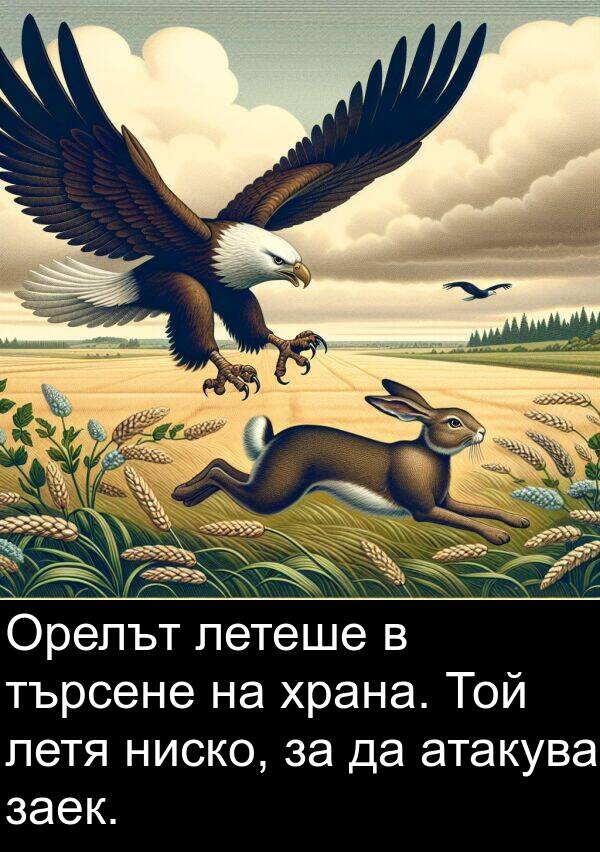 заек: Орелът летеше в търсене на храна. Той летя ниско, за да атакува заек.