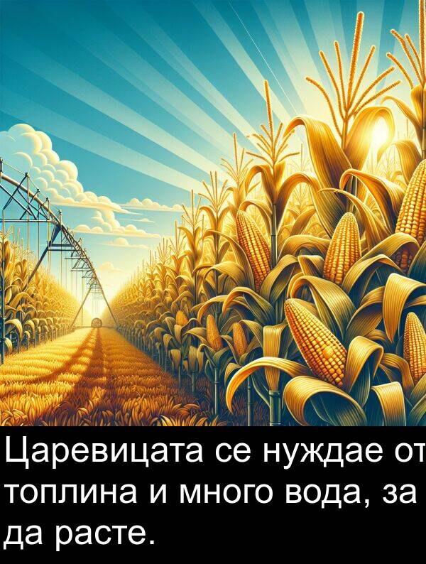 расте: Царевицата се нуждае от топлина и много вода, за да расте.