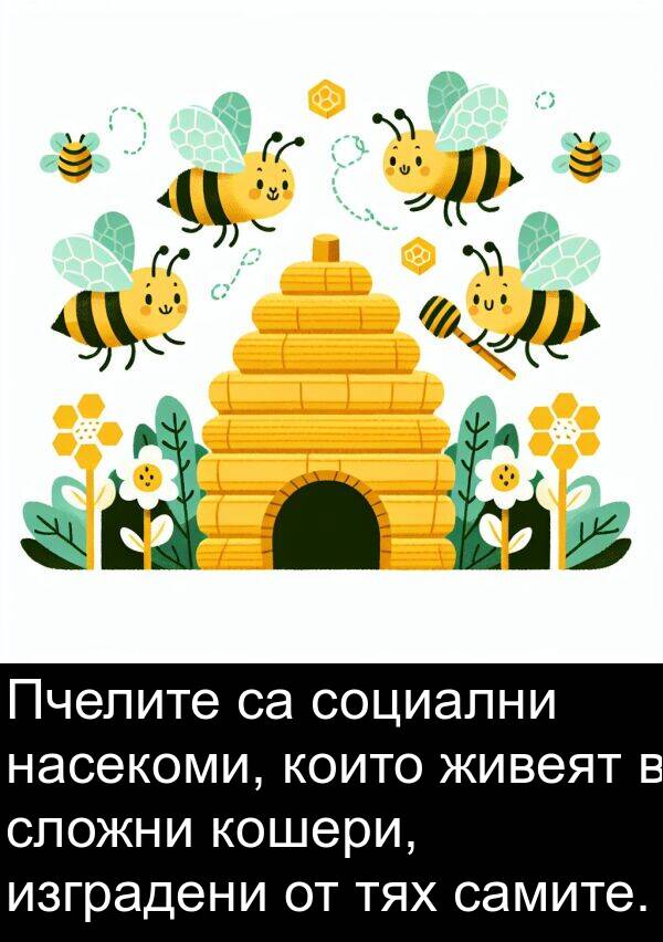 изградени: Пчелите са социални насекоми, които живеят в сложни кошери, изградени от тях самите.