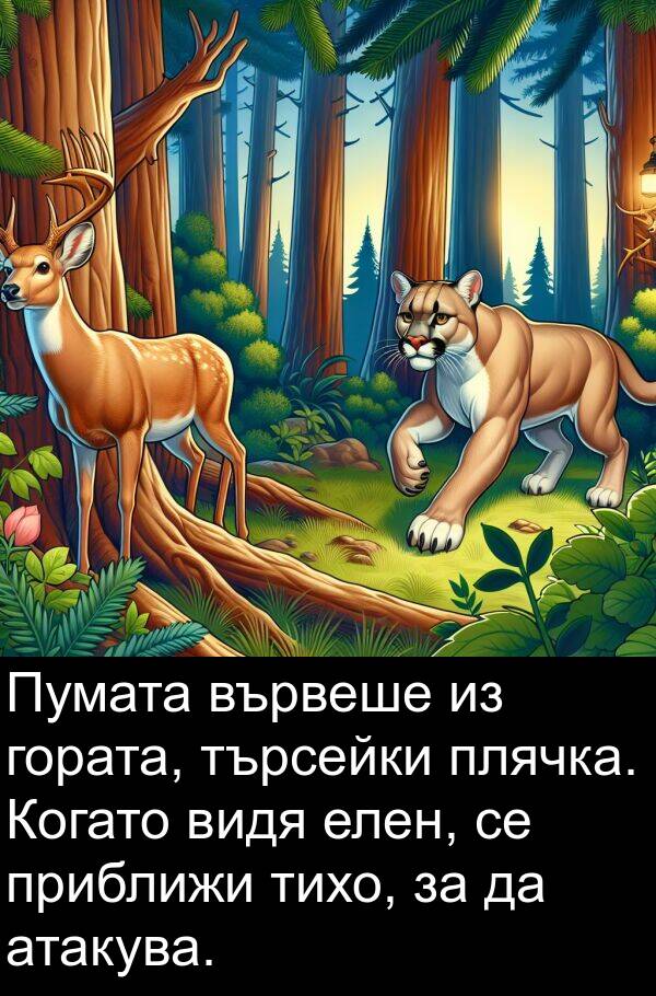 гората: Пумата вървеше из гората, търсейки плячка. Когато видя елен, се приближи тихо, за да атакува.