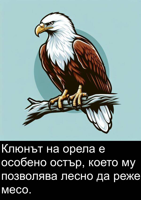 месо: Клюнът на орела е особено остър, което му позволява лесно да реже месо.