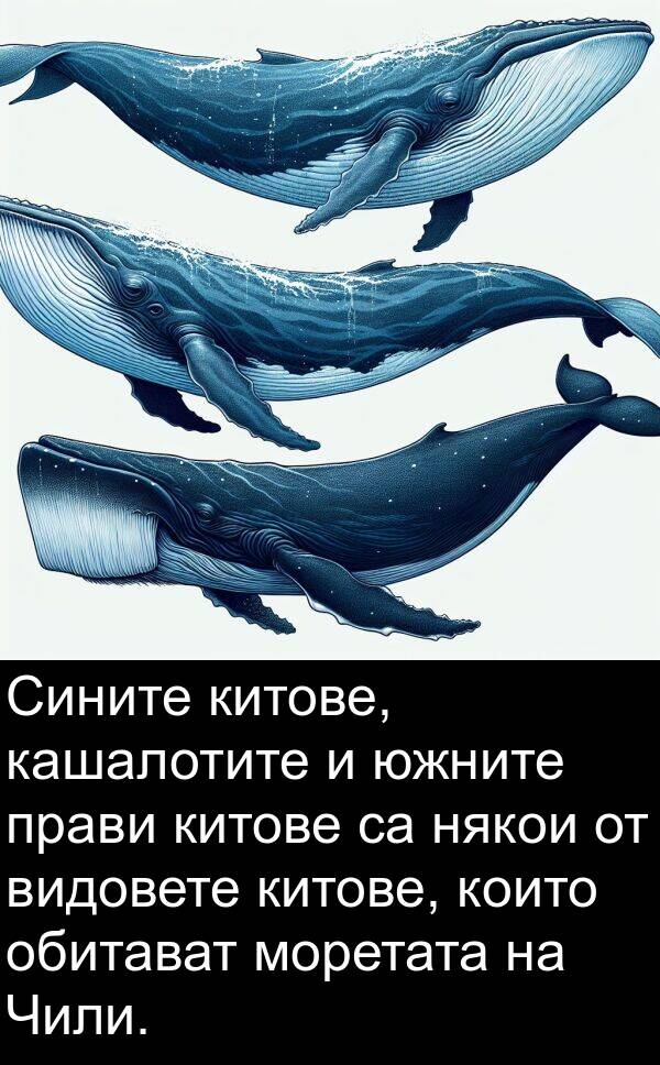 кашалотите: Сините китове, кашалотите и южните прави китове са някои от видовете китове, които обитават моретата на Чили.