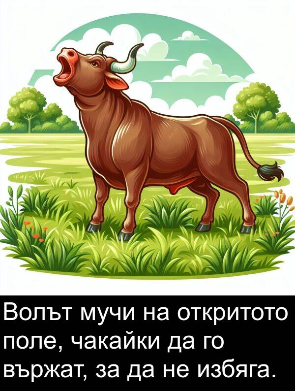 избяга: Волът мучи на откритото поле, чакайки да го вържат, за да не избяга.