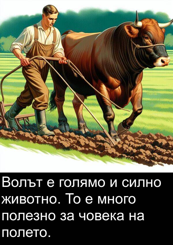 животно: Волът е голямо и силно животно. То е много полезно за човека на полето.